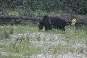 151 - Banff,Lake Louise,Morraine Lake  - IMG_0835